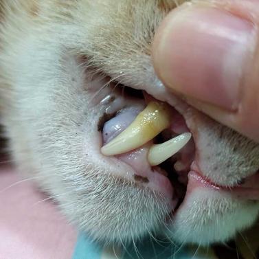 Gelblicher Zahnstein bei der Katze.