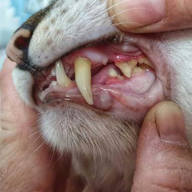 Zahnstein bei der Katze. Erkennbar an den gelblichen Ablagerungen.