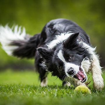 Epilepsie beim Hund: häufiger als andere Rassen betroffen ist der Border Collie