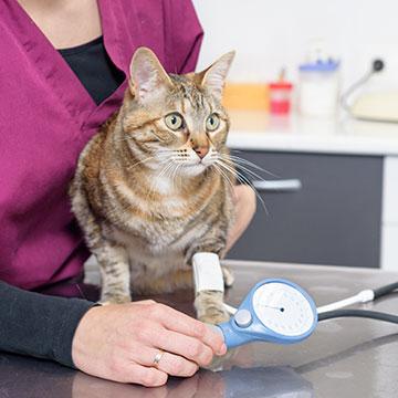 Regelmäßige Blutdruckmessung durch den Tierarzt - wichtig, wenn die Katze Bluthochdruck hat.