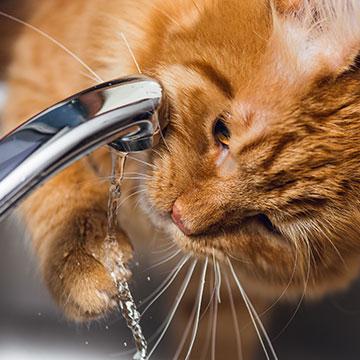 Wenn die Katze mehr trinkt als sonst kann das ein Hinweis auf Niereninsuffizienz bei der Katze sein.