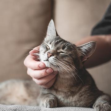 Der richtige Schutz vor Katzenseuche rettet Katzenleben.