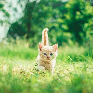 Tollwut Katze: wann ist eine Impfung sinnvoll?