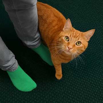 Katze schaut erwartungsvoll hoch.