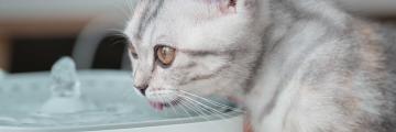EIne Katze, die viel trinkt, kann gesundheitliche Probleme haben.