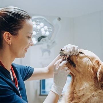Hund bei der Tierärztin, die den Zahnstein beim Hund untersucht. 