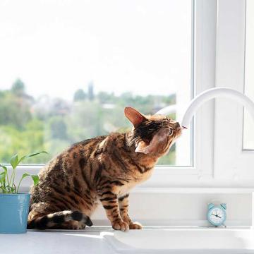 Katze trinkt viel? Hier trinkt eine Katze sogar Wasserreste von einem Wasserhahn weg.