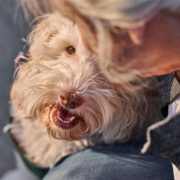 Hund mit Frauchen