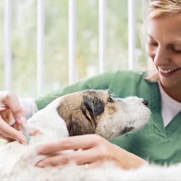 Diabetes beim Hund:Verabreichung von Insulin.