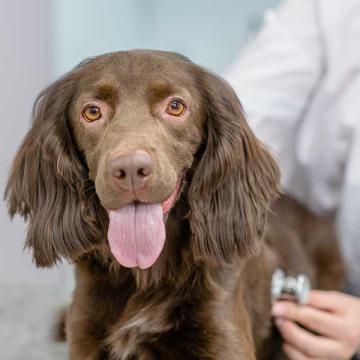 Tierarzt hört das Herz eines Hundes ab.