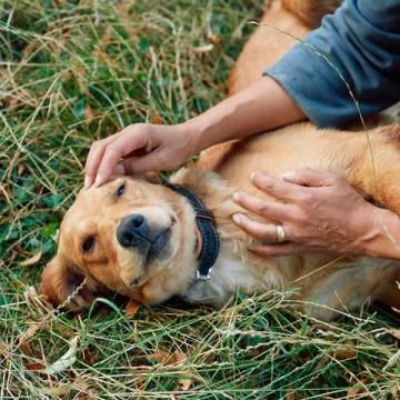 Hund spielt mit Herrchen auf Wiese.