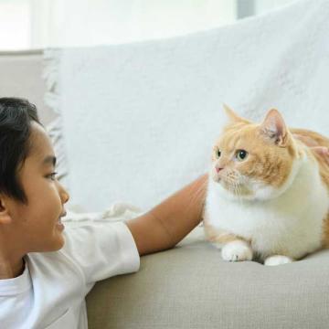 Junge streichel Hauskatze.