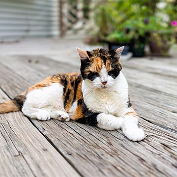Eine alte Katze, die an Nierenversagen im Endstadium leidet