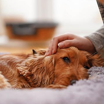Hund liegt schwach auf Decke: Unterzuckerung beim Hund zeigt sich durch starke Erschöpfung