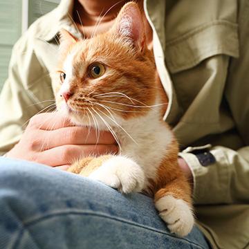 Vor der Insulinspritze: Katze wartet auf dem Schoss der Besitzerin. 
