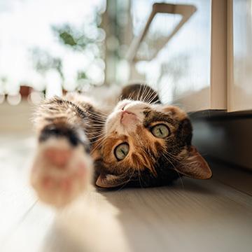 Katze liegt auf Küchenboden und wartet darauf ihr Katzen Diabetes ohne Insulin zu behandeln