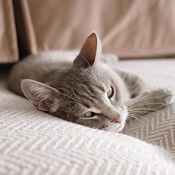 Katze mit Diabetes zeigt Symptome und liegt antriebslos auf dem Sofa