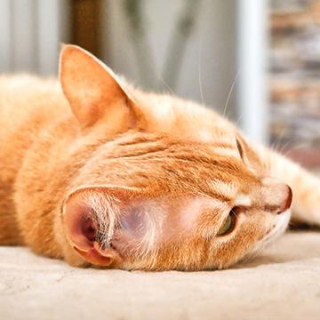 Katze liegt schwach auf dem Bett: Schwäche ist ein Anzeichen für Unterzuckerung bei der Katze.