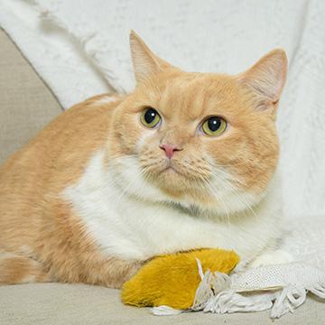 Eine übergewichtige Katze: Diabetes bei Katzen erkennen ist nicht so einfach.