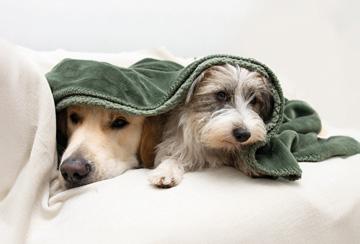 Zwei Hunde liegen unter einer grünen Decke und haben Geräuschangst