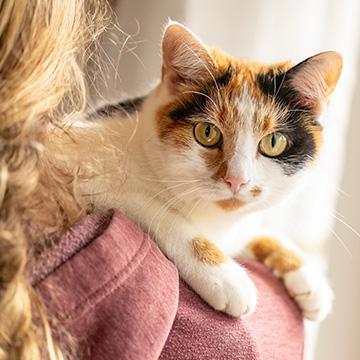 Katze auf Arm wartet auf Ergebnisse Ihres Bluttests nach Diagnostikaktion