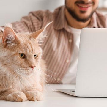 Rot-weiße Katze mit Diabetes Tagebuch Eintrag wird durch ihr Herrchen am Laptop gepflegt. 