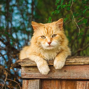 Arthrose bei der Katze tritt häufig bei älteren Katzen auf und kann Gelenke belasten.
