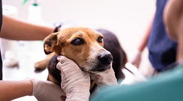 Ein Hund beim Tierarzt. Häufig fragen sich Hundehalter: Wann zum Tierarzt mit Hund?