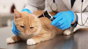 Katze bei einer Untersuchung beim Tierarzt. Viele Katzenhalter fragen sich: Wann zum Tierarzt mit der Katze?