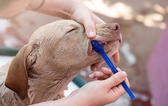 Besitzerin beim Zähnputzen mit Hund und benutzt hierfür eine Hunde Zahnbürste. 