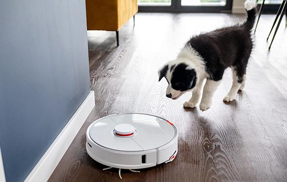 Welpe mit Staubsauger: Hunde frühzeitig gegen Geräuschangst trainieren. 