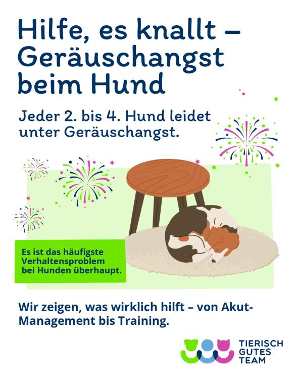 Infografik: Geräuschangst beim Hund ist sehr häufig