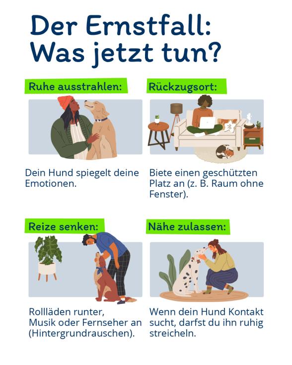 Infografik: Was tun bei Geräuschangst Hund?