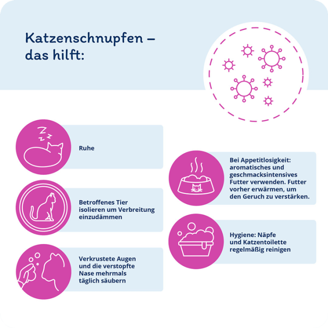 Infografik: Das hilft bei Katzenschnupfen