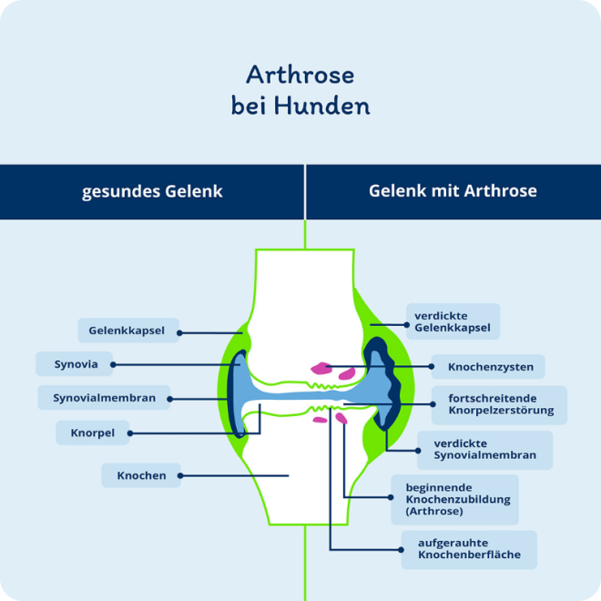 hund-arthrose