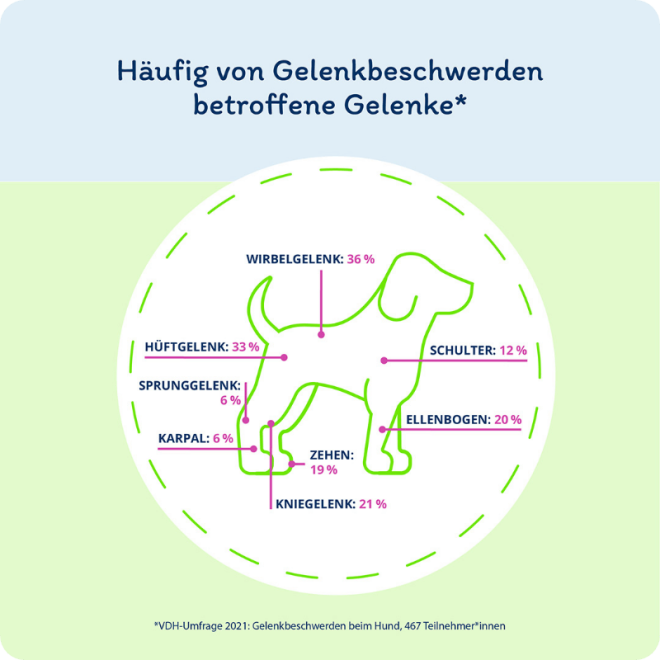 Grafik: Welche Gelenke beim Hund sind häufig von Gelenkbeschweren (u. a. Arthrose) betroffen?