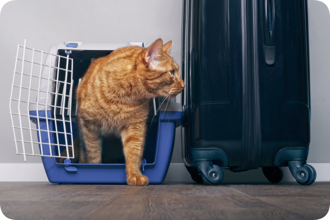 Reisen mit Katzen ist nur gestattet, wenn die Tiere über einen ausreichenden Impfschutz gegen Tollwut verfügen.