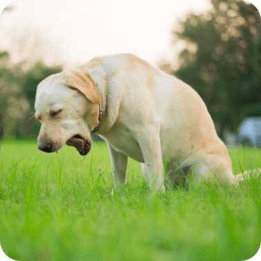 tgt-hund-zwingerhusten