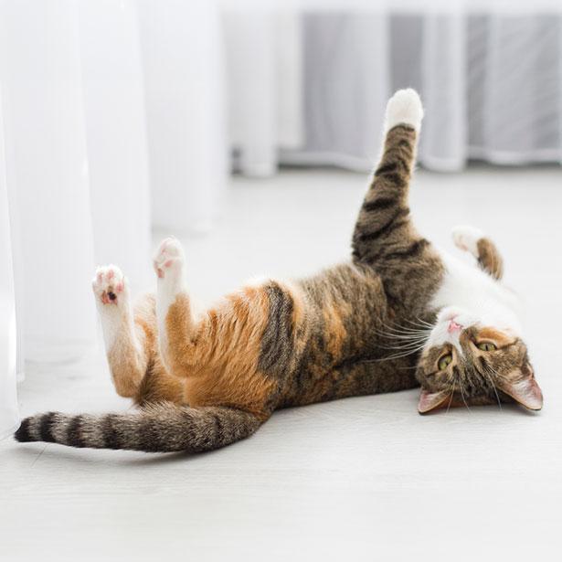 Dauerrolligkeit bei der Katze 