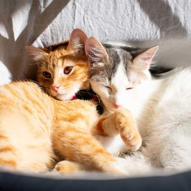 Östrus der Katze und die Paarungsbereitschaft der rollige Katze. 