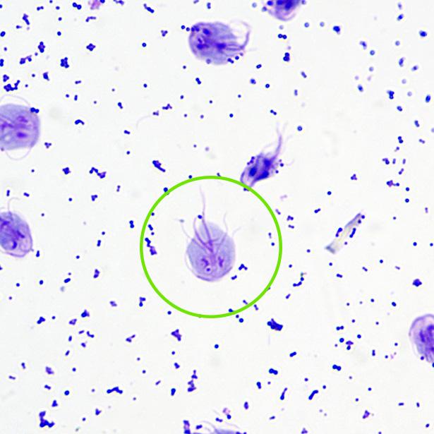 Giardien Trophozoiten unter dem Mikroskop