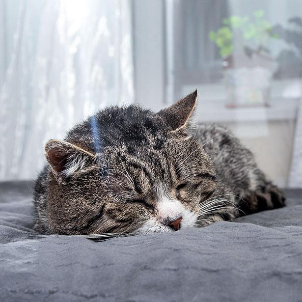 Der Sterbeprozess bei Katzen mit Nierenversagen im Endstadium äußert sich oft durch viel Schlaf.