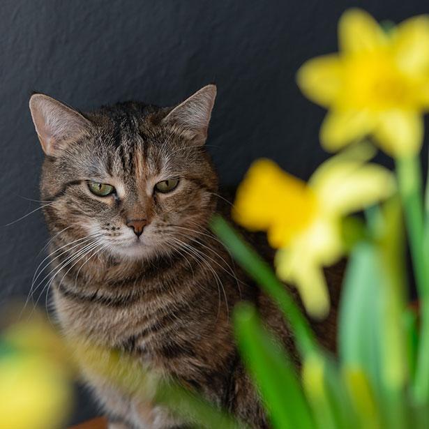 Katze mit Liliengwächs: Lilien sind sehr giftig für Katzen. 