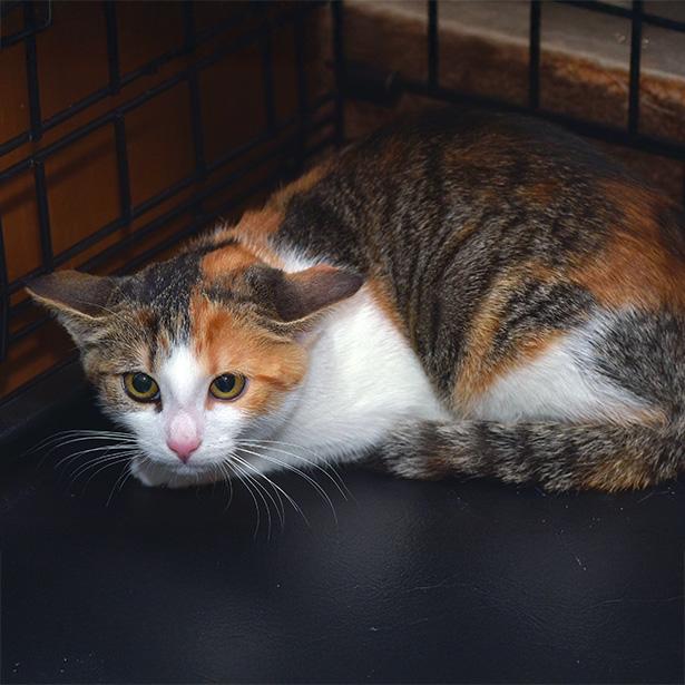 Katze mit Angst vorm Tierarzt: Hilfe bei Katze krallen schneiden