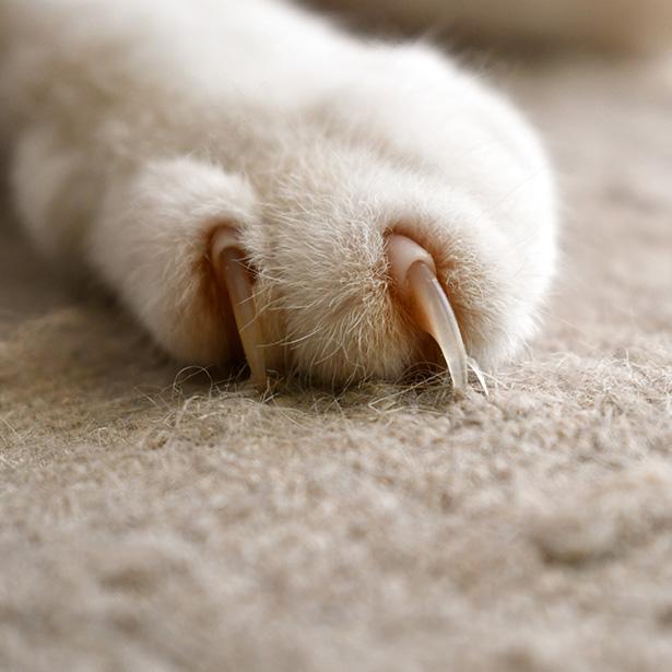 Eine Katzenkralle als Nahaufnahme: Beim Krallen schneiden bei der Katze darauf achten den rosa Kern nicht zu verletzten. 