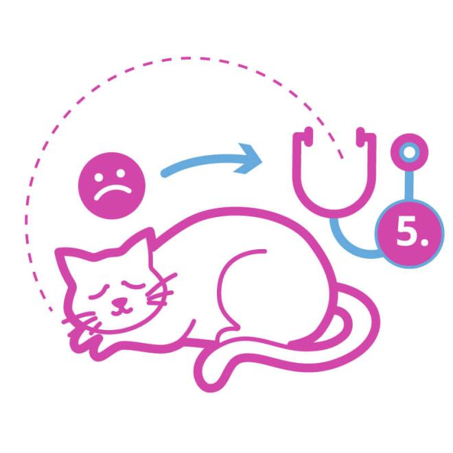Anwendung eines Urinteststreifens bei der Katze: Wann zum Arzt