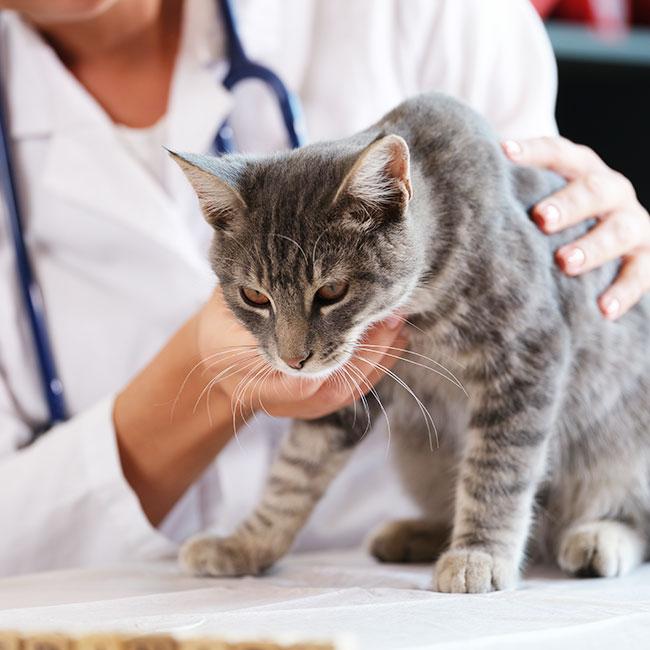 Katze auf dem Behandlungstisch einer Tierarztpraxis: Durch die Diagnostikaktion konnten Krankheiten früher erkannt werden. 