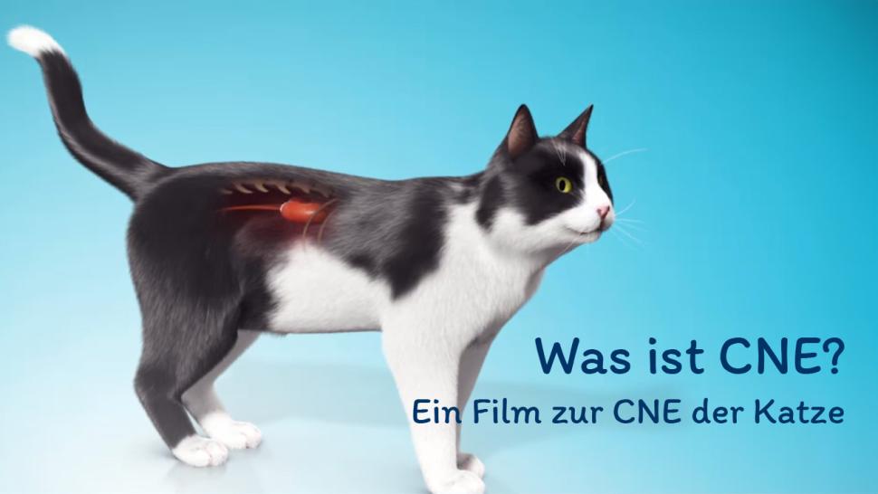 Nierenerkrankung bei der Katze Aufklärvideo