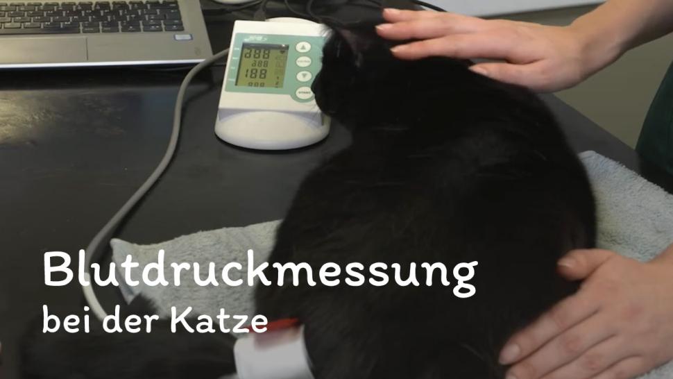 Bluthochdruckmessung bei der Katze
