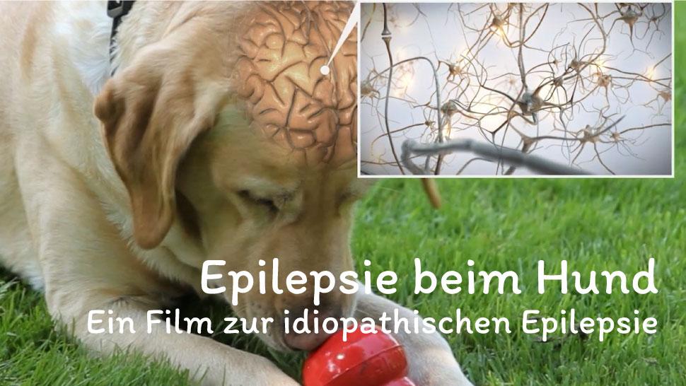 Erklärvideo Idiopathische Epilepsie beim Hund. 